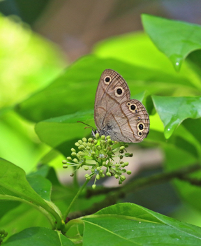 Little Wood-Satyr